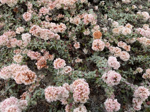 Eriogonum parvifolium (Seacliff Wild Buckwheat) (alternate view 4)