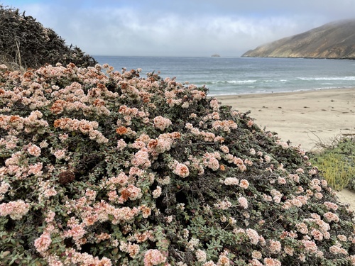 Eriogonum parvifolium (Seacliff Wild Buckwheat) (alternate view 5)