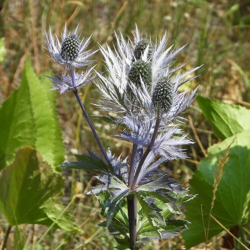 Eryngium alpinum (Alpine Sea Holly) (alternate view 4)