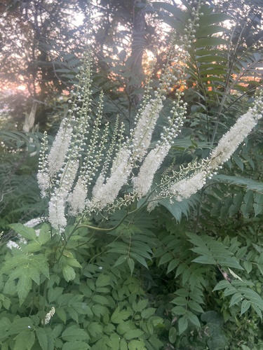 Actaea racemosa (Black Cohosh) (alternate view 5)