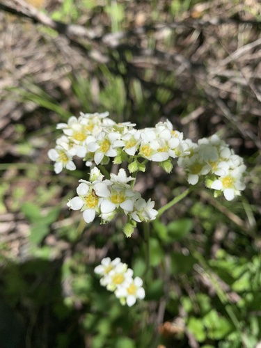 Boykinia major (Boykinia) (alternate view 5)