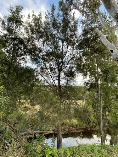 Casuarina cunninghamiana (River sheoak) (alternate view 7)