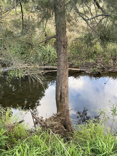 Casuarina cunninghamiana (River sheoak) (alternate view 8)