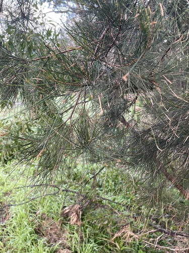 Casuarina cunninghamiana (River sheoak) (alternate view 9)