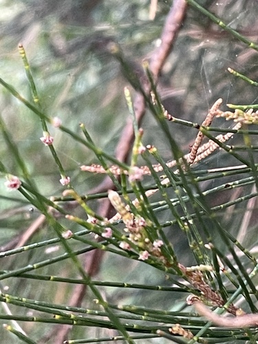 Casuarina cunninghamiana (River sheoak) (alternate view 10)
