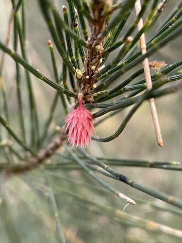 Casuarina cunninghamiana (River sheoak) (alternate view 6)