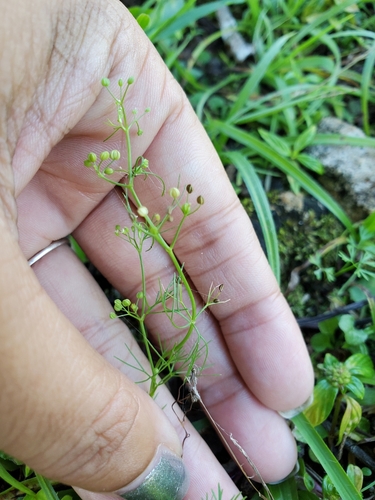 Cyclospermum leptophyllum (Marsh parsley) (alternate view 3)