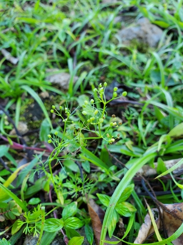 Cyclospermum leptophyllum (Marsh parsley) (alternate view 4)