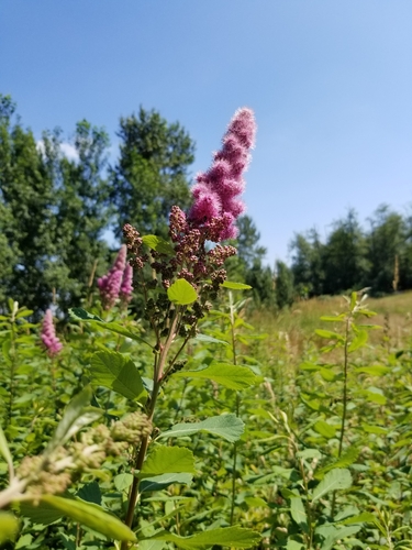 Spiraea douglasii (western spirea) (alternate view 4)