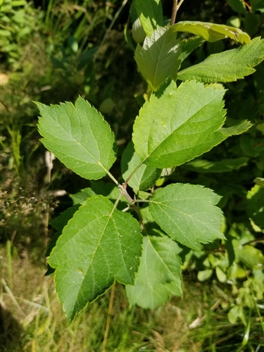 Spiraea douglasii (western spirea) (alternate view 5)