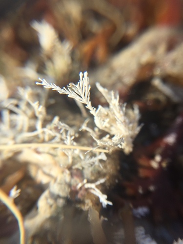 Corallina officinalis (Common Coralline)