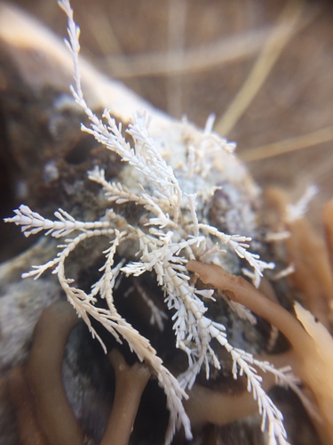 Corallina officinalis (Common Coralline)