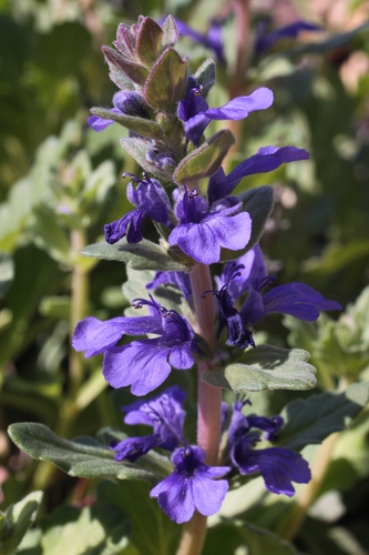 Ajuga australis (Austral Bugle) (alternate view 4)
