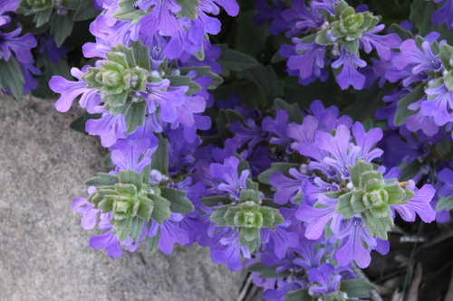 Ajuga australis (Austral Bugle) (alternate view 5)