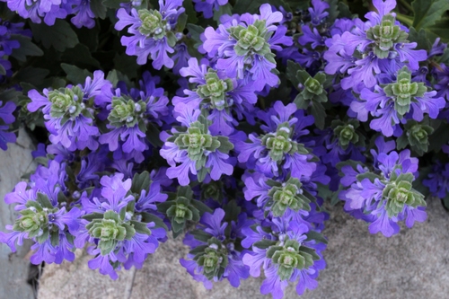 Ajuga australis (Austral Bugle) (alternate view 3)