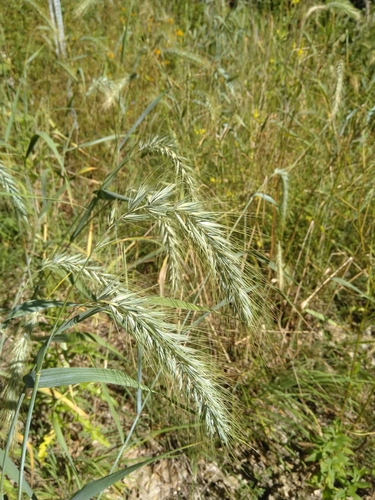 Elymus canadensis (Canada wild rye) (alternate view 3)