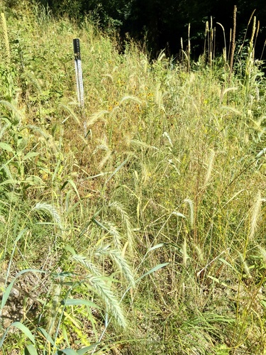Elymus canadensis (Canada wild rye) (alternate view 4)