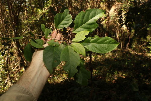 Clerodendrum floribundum (Lolly Bush) (alternate view 2)