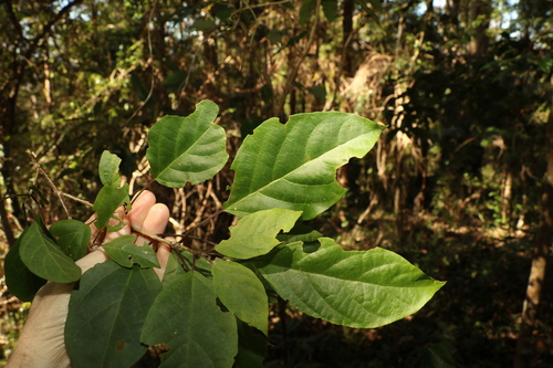 Clerodendrum floribundum (Lolly Bush) (alternate view 3)
