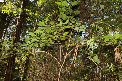 Clerodendrum floribundum (Lolly Bush) (alternate view 5)