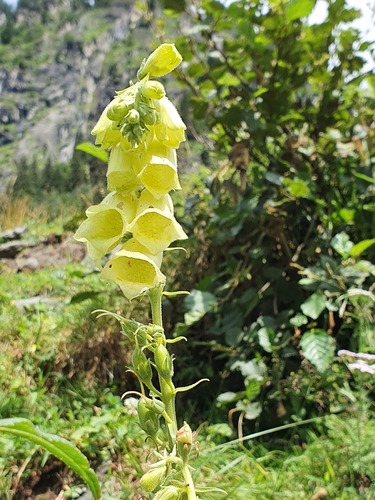 Digitalis grandiflora (Large Yellow Foxglove)