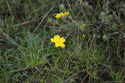 Hibbertia crinita (Long-hair Guinea-flower) (alternate view 5)