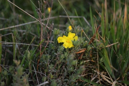 Hibbertia crinita (Long-hair Guinea-flower) (alternate view 4)