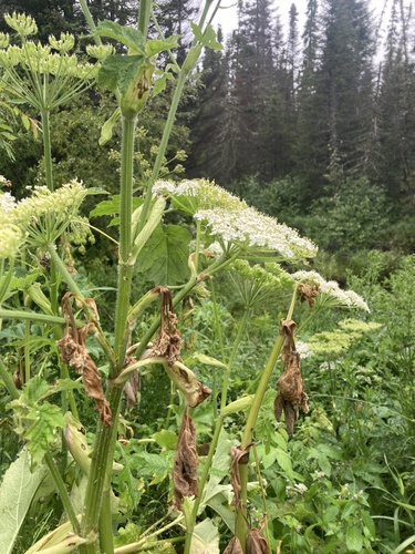 Heracleum maximum (cow-parsnip)