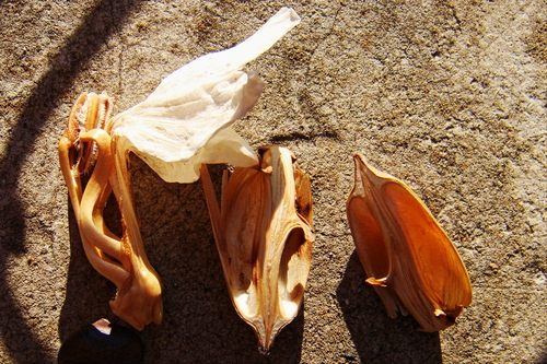 Acanthus (Acanthus) (alternate view 8)