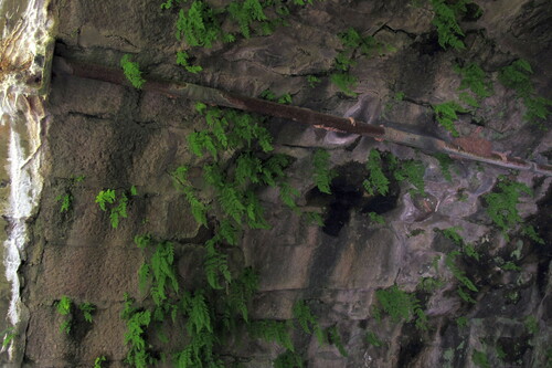 Cystopteris (fragile ferns) (alternate view 8)