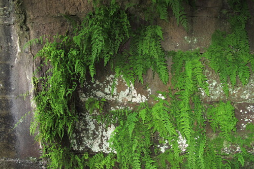 Cystopteris (fragile ferns) (alternate view 7)