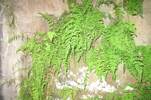Cystopteris (fragile ferns) (alternate view 9)