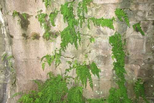 Cystopteris (fragile ferns) (alternate view 10)