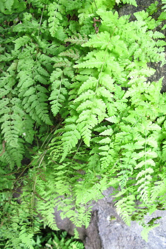 Cystopteris (fragile ferns) (alternate view 11)