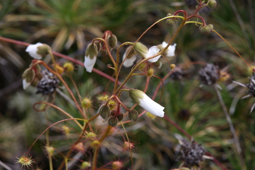 Drosera macrantha (Bridal Rainbow)
