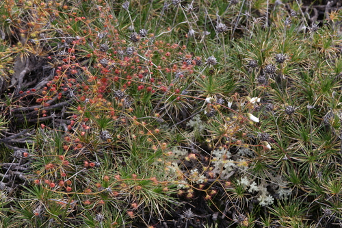 Drosera macrantha (Bridal Rainbow) (alternate view 2)