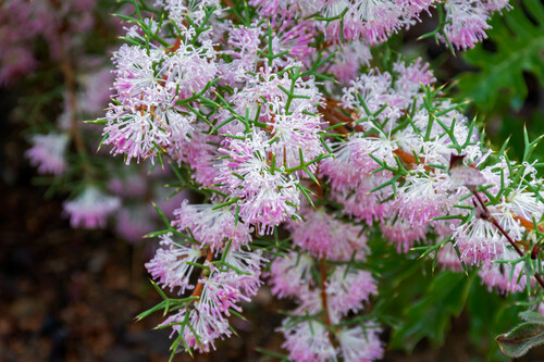 Hakea lissocarpha (Honey Bush) (alternate view 2)