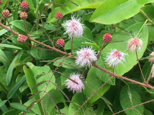 Mimosa microphylla (littleleaf sensitive-briar) (alternate view 3)