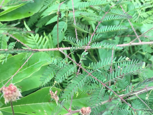Mimosa microphylla (littleleaf sensitive-briar) (alternate view 4)