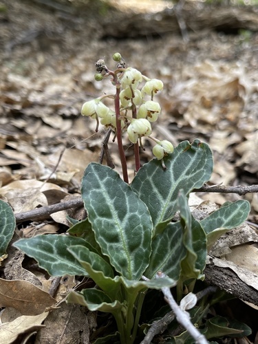 Pyrola picta (white-veined wintergreen)