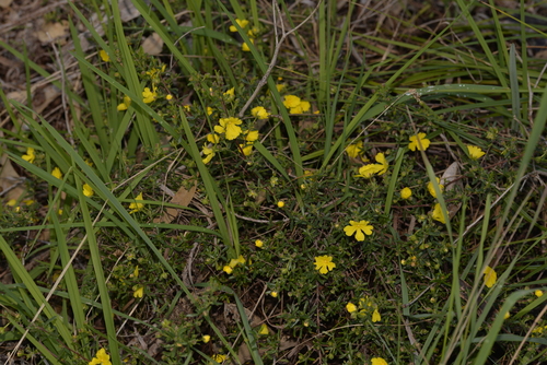 Hibbertia hypericoides (Yellow Buttercups) (alternate view 4)