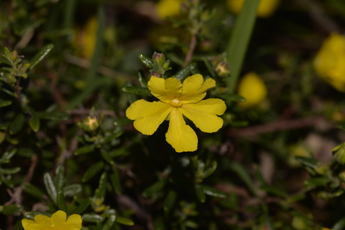 Hibbertia hypericoides (Yellow Buttercups)