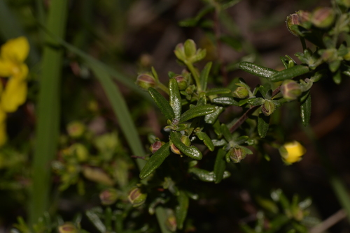 Hibbertia hypericoides (Yellow Buttercups) (alternate view 2)