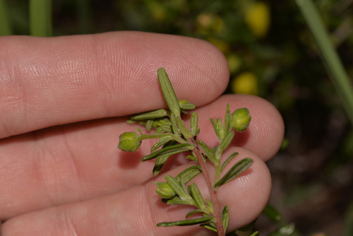 Hibbertia hypericoides (Yellow Buttercups) (alternate view 3)