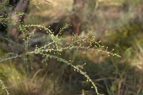 Acacia pulchella (Prickly Moses) (alternate view 10)
