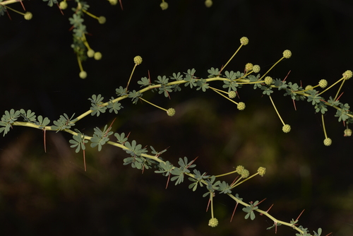 Acacia pulchella (Prickly Moses) (alternate view 9)
