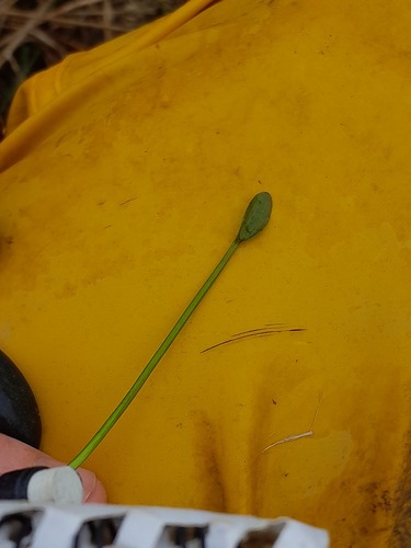 Ranunculus flammula (Lesser Spearwort)