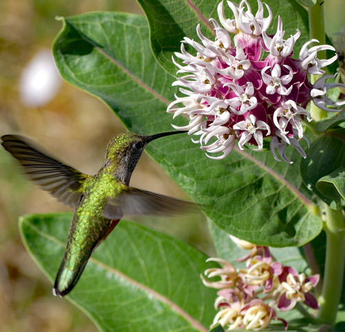 Asclepias speciosa (Showy Milkweed) (alternate view 2)
