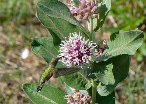 Asclepias speciosa (Showy Milkweed) (alternate view 3)