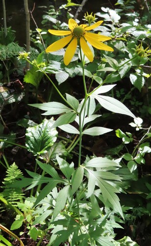 Rudbeckia laciniata (cutleaf coneflower)
